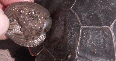  Leech Stuck to Shell of Turtle,Person Hand Lifts Leech,Shows Young Leeches Beneath Parent