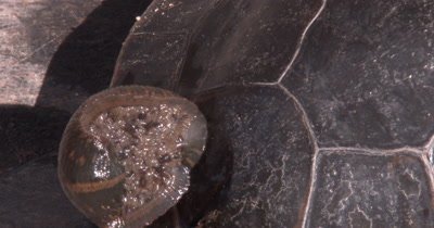  Leech Stuck to Shell of Turtle,Young Leeches Hanging Beneath,Moving