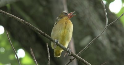 Juvenile Northern Oriole,Sitting on Branch,Out of Nest First Time,Yawning