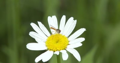  Bee Fly on Daisy,Gathering Pollen