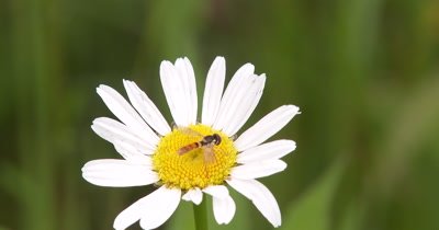  Bee Fly on Daisy,Gathering Pollen