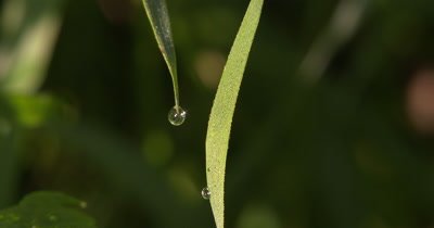 Drop of Moisture,Rain,Dripping Off Grass Blade