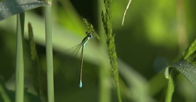 Sedge Sprite Damselfly,Eating Aphid Pulled from Grass Seed Head