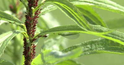 Aphids Clustered on Plant Stem,Lacewing Hiding Beneath Leaf,Hunting Aphids