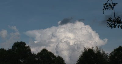  Cumulus Clouds,Rainstorm Building Over Deciduous Trees