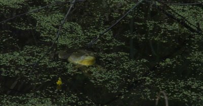 Green Frog Floating in Pond,Calls Twice,Croaks
