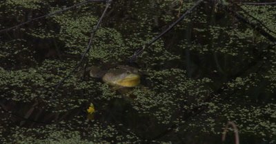 Green Frog Floating in Pond,Slowly Calls Out,Croaks