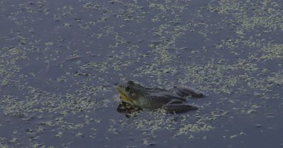  Green Frog Floating in Pond,Croaks