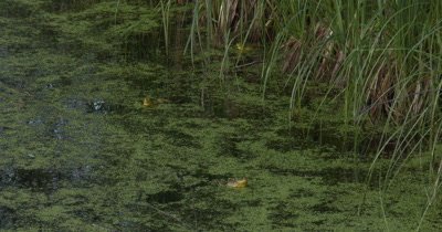 Group of Three Green Frogs in Floating Pond
