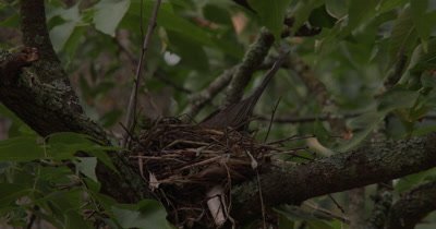 Female Robin Building Nest,Turning in Nest,Shuffling Feet,Smoothing Nest Walls