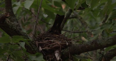 Female Robin Building Nest,Turning in Nest,Shuffling Feet,Smoothing Nest Walls