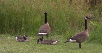 Canada Geese,Family Unit,Parents Standing Guard Over Resting Juveniles