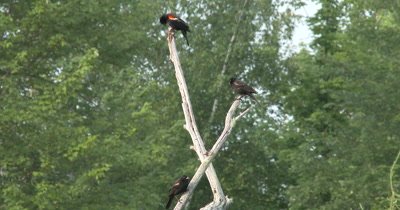 Red Winged Blackbirds,Male and Two Juveniles in Tree