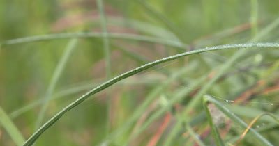  Long Arcing Grass Blade,Dew Drops Along Length