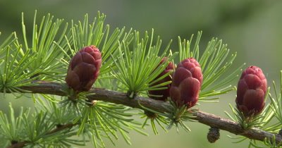 Tamarack Pine,New Needles and Small Pine Cones,Seeds