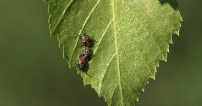 Stink Bugs,Beetle Larvae,Nymphs Hanging Beneath Birch Leaf