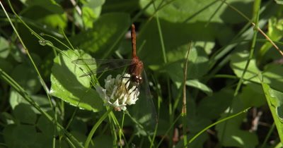 White-faced MeadowHawk,Dragonfly Chewing,Hunting From White Clover Flower