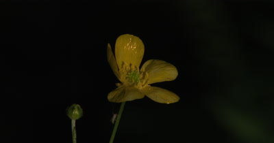 Buttercup Flower,Insect on Stem,Wildfllower