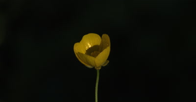Buttercup Flower,Wildfllower