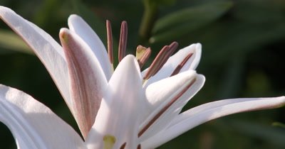 White Lily,Brown Stamens