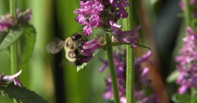 Bumblebee on Violet Lambs Ear Flowers