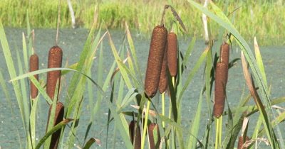  Cattail Spikes in Wetland,Gentle Breeze