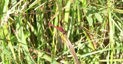 White-faced Meadowhawk,Dragonfly Hunting From Dried Grass Stalk