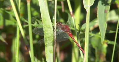 White-faced Meadowhawk,Dragonfly Hunting From Grass Blade,Moves Head,Looking About