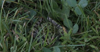 Northern Leopard Frog,Hidden in Grass,Exits