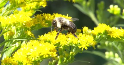  Bumblebee Feeding,Gathering Pollen From Goldenrod,Wildflower