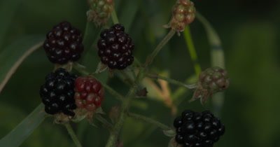  Blackberries,Group,Edible Wild Plant