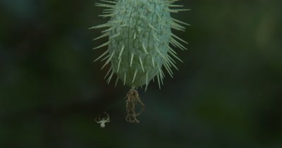 Wild Cucumber,Seed Pod,Spider Climbs Onto Fruit from Web Line