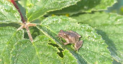 Northern Spring Peeper,Frog,Sitting on Blackberry Leaves