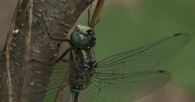 Canada Darner,Dragonfly Resting on Side of Small Tree,Moving Mouth