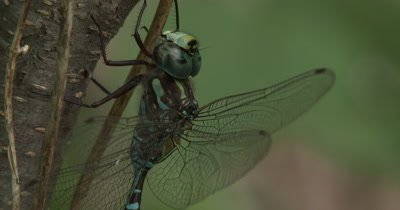 Canada Darner,Dragonfly Resting on Side of Small Tree,Flicks Wings,Repositions Body