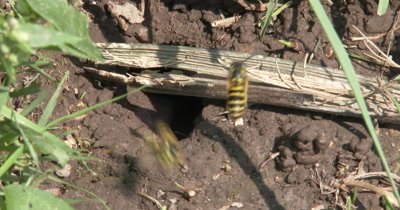  Yellow Jacket Wasps,Ground Bee Nest Hole in Ground,Many Wasps Appear,Carrying Mud From Nest