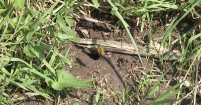  Yellow Jacket Wasps,Ground Bee Nest,Wasps Coming and Going,Carrying Mud Out of Nest