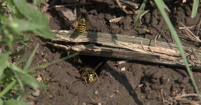 Many Yellow Jacket Wasps,Multiple Wasps,Coming and Going From Nest in Ground,Ground Bees