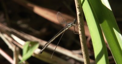 Damselfly,Spreadwing Clasped to Plant Stem,Mouth Moving