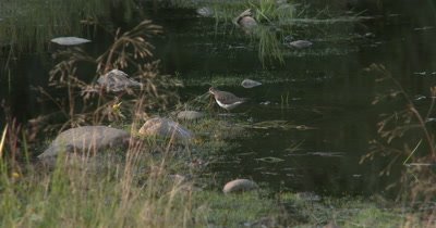 Solitary Sandpiper,Hunting in Marsh,Plunges Head into Water,Attacking Prey