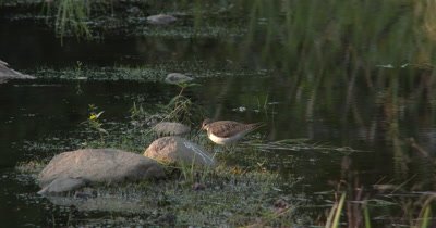 Solitary Sandpiper Hunting,Catches Leech,Attempts to Kill It
