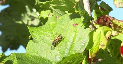 Cranberry Leaf,Yellow Jacket Wasp Appears,Crawls,Grooms Anntennae
