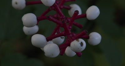 Spider Weaving Web in Doll's Eyes,White Baneberry,Poisionous Wild Plant