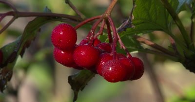 Highbush Cranberry,Fruit,Wild Edible Plant