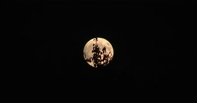 Full Moon Shiing Through Deciduous Trees