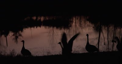 Canada Geese Silhouetted Against Pond,Take Flight,ZO to WA