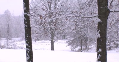 Heavy Snow Falling in Oak Grove,Woods