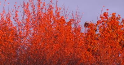 Oak Leaves in Fall,Lit by Evening Sun