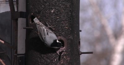 White-breasted Nuthatch on Feeder, Picking Through Many Sunflower Seeds, Dropping Them