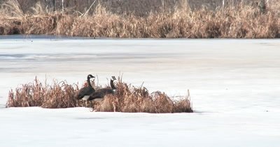 Canada Geese on Frozen Northern Pond in Early Spring